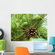 Pine cones new and dry Wall Mural