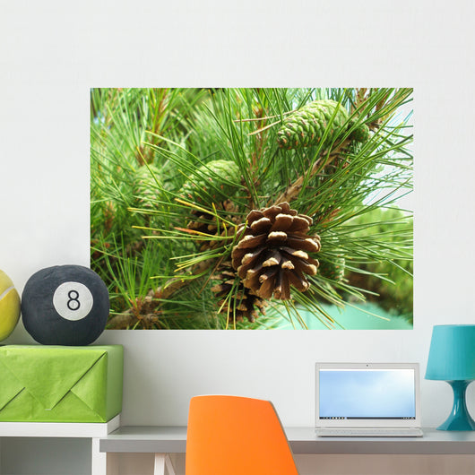 Pine cones new and dry Wall Mural