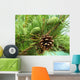 Pine cones new and dry Wall Mural