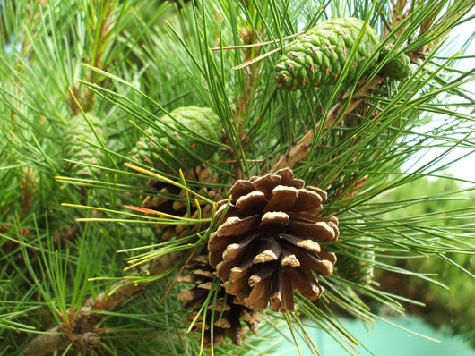 Pine cones new and dry Wall Mural