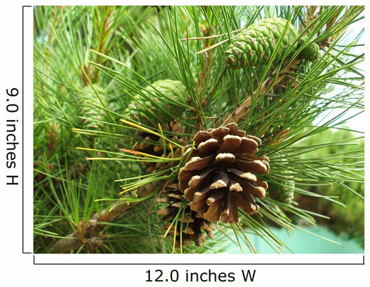 Pine cones new and dry Wall Mural