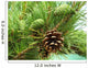 Pine cones new and dry Wall Mural