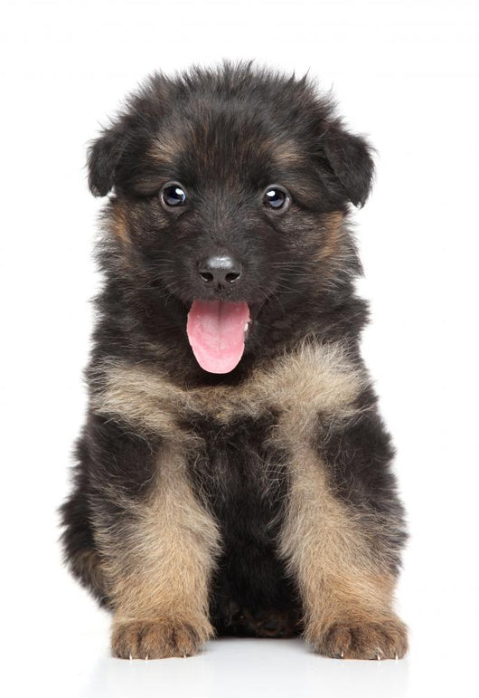German Shepherd Puppy Wall Decal Design 1