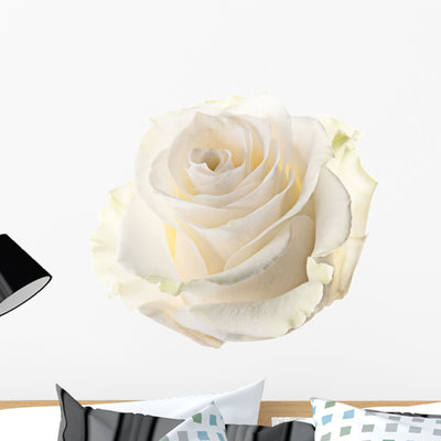 Bud White Rose shown on a wall