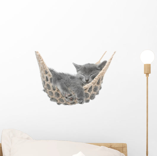 Cute gray kitten lying in hammock Wall Mural