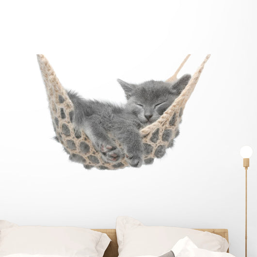 Cute gray kitten lying in hammock Wall Mural