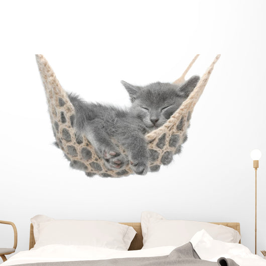 Cute gray kitten lying in hammock Wall Mural