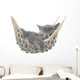 Cute gray kitten lying in hammock Wall Mural
