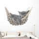 Cute gray kitten lying in hammock Wall Mural