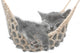 Cute gray kitten lying in hammock Wall Mural