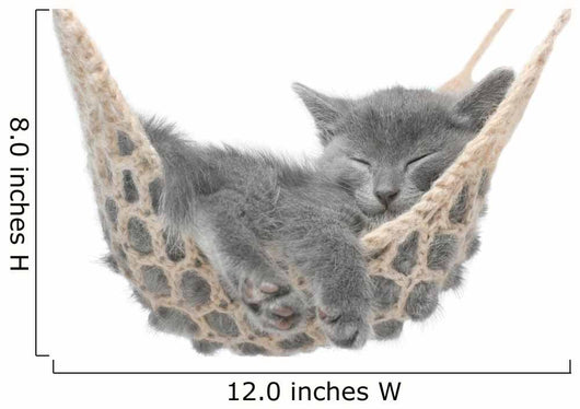 Cute gray kitten lying in hammock Wall Mural