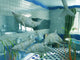 the dolphins in bathroom interior (3D rendering) Wall Mural