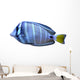 angelfish fish Wall Decal