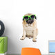 Pug with Sunglasses. Wall Decal
