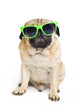 Pug with Sunglasses. Wall Decal