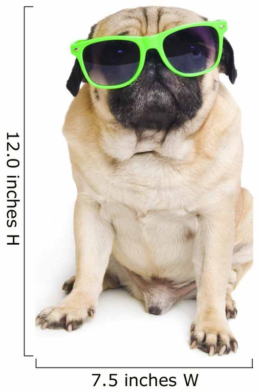 Cool Pug with Sunglasses Wall Decal – Wallmonkeys