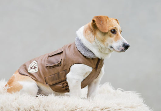 Dog Brown Leather Jacket Wall Decal