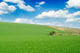 Green Field and Beautiful Wall Decal Design 2