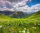 Fields of flowers in the mountains. Georgia, Svaneti. 