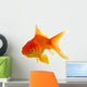 Red fish on white c 