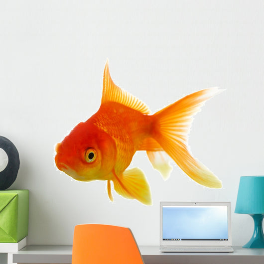 Red fish on white c 