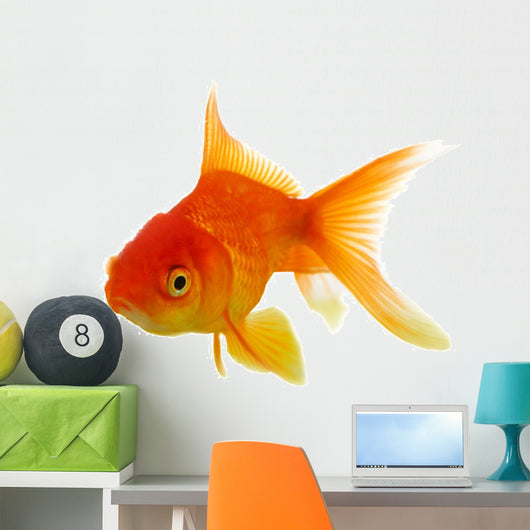 Red fish on white c 