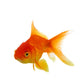 Red fish on white c 
