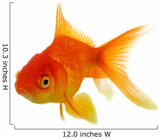 Red fish on white c 