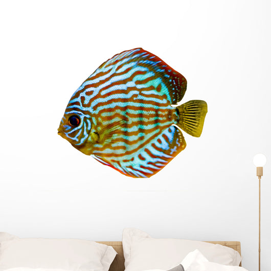 Colorful Discus Fish Wall Decal