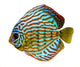 Colorful Discus Fish Wall Decal