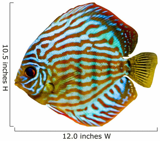 Colorful Discus Fish Wall Decal