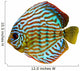 Colorful Discus Fish Wall Decal