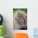 funny monkey 