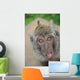 funny monkey 