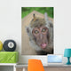 funny monkey 