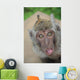 funny monkey 