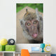 funny monkey 