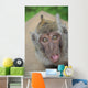 funny monkey 