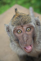funny monkey 