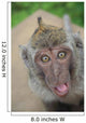 funny monkey 