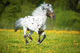 Appaloosa horse runs gallop on the meadow in summer time 