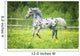 Appaloosa horse runs trot on the meadow in summer time 