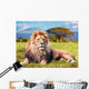 Big Lion Lying on Savannah Grass 