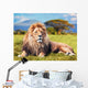 Big Lion Lying on Savannah Grass 