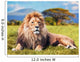 Big Lion Lying on Savannah Grass 