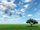 Alone Tree and Beautiful Wall Decal Design 2