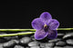 Single Purple Orchid with Bamboo Grove on Stones Wall Mural