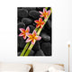 Set of Pink Frangipani with Bamboo Grove on Wet Black Stones 