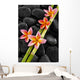 Set of Pink Frangipani with Bamboo Grove on Wet Black Stones 