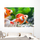Orange and White Fish Wall Decal Design 1